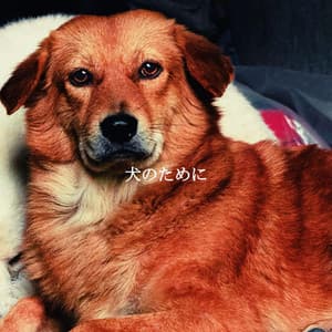 犬のために - Paris Cafe Jazz