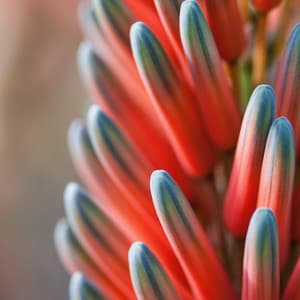 Womb Sounds Soothing Collection - Womb Sounds Heartbeat