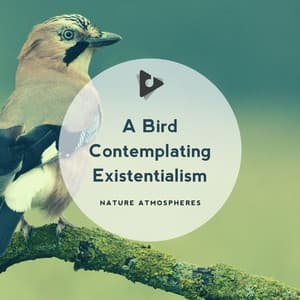A Bird Contemplating Existentialism - Nature Sounds ASMR
