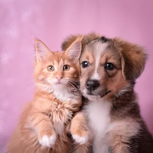 Armonías Para Mascotas Con Lofi: Sonidos Calmantes Para Compañeros - Investigación de ritmos binaurales