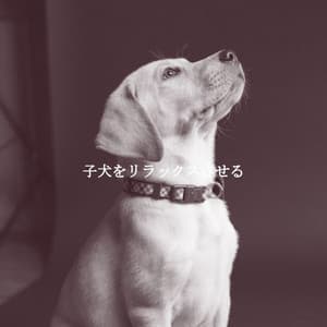 子犬をリラックスさせる - Upbeat Instrumental Music