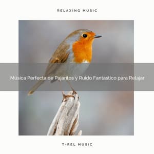 Música Perfecta de Pajaritos y Ruido Fantastico para Relajar - Ruido Para Bebé