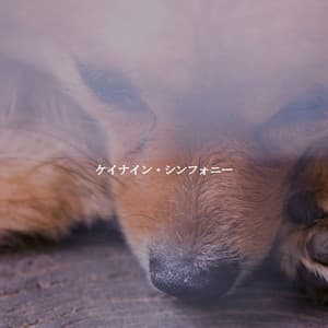 ケイナイン・シンフォニー - Jazz for Hotel Lobbies