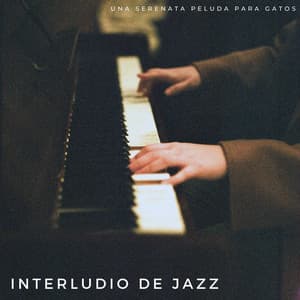 Interludio De Jazz: Una Serenata Peluda Para Gatos - Radio jazz suave