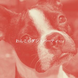 わんこのダンスパーティー - Dinner Party Playlist
