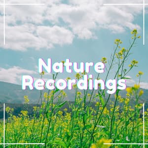 Zen Forest Zephyr - Natural Sample Makers