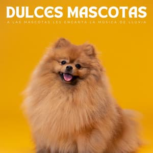 Dulces Mascotas: A Las Mascotas Les Encanta La Música De Lluvia - Terapia de lluvia