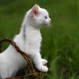 Melodic Forest Nights: Crickets and Ambient Serenades for Curious Cats - Crickets Tinnitus Relaxation