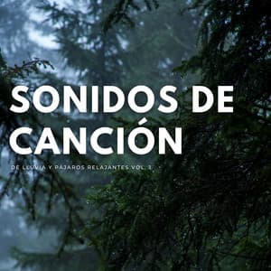 Sonidos De Canción De Lluvia Y Pájaros Relajantes Vol. 1 - El poder de la lluvia