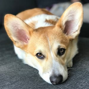 Smart Jazz Violin - Ambiance for Cute Dog Behavior - Separation Anxiety Dog Music