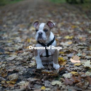 Dreams of Dogs - Relajado Musica Relajante para Perros