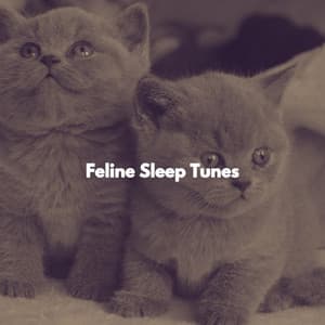 Feline Sleep Tunes - Background Jazz for Studying