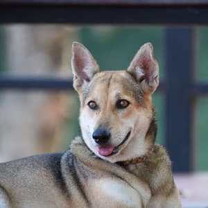 Dog Lounge Oasis: Jazz Vibes for Peaceful Dog Moments - Smooth Jazz New York Collective