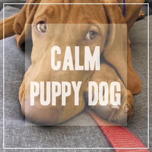 Calming Music for Dogs - Pet Music