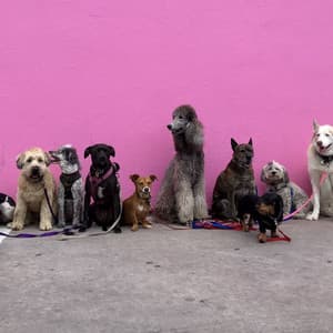 Canine Sonata: Piano Melodies for Dogs - Doggy Music