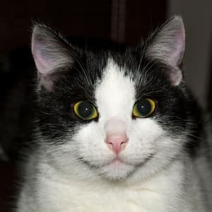 Lofi Cat Serenade: Music for Happy Cats - Instrumental Hip-Hop