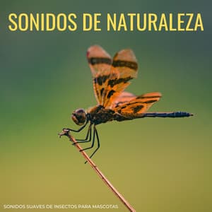 Sonidos De Naturaleza: Sonidos Suaves De Insectos Para Mascotas - Grillos Cantantes