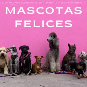 Mascotas Felices: Pacíficas Aves y Sonidos Del Bosque Para Relajar A Tus Queridas Mascotas - Calma Música para Perros