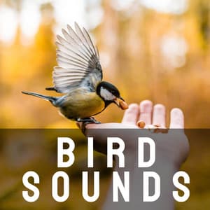 Peaceful Bird Sounds - Bird Songs