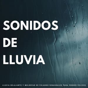 Sonidos De Lluvia: Lluvia Relajante Y Melodías De Pájaros Binaurales Para Perros Felices - Lloviendo Relajante