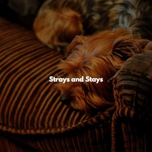 Strays and Stays - Smooth Morning Jazz