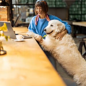 Jazz Coffee Shop Moments of Pet Happiness - Hotel Lounge Deluxe