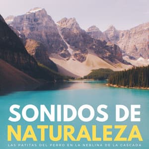 Sonidos De Naturaleza: Las Patitas Del Perro En La Neblina De La Cascada - Cascada en la distancia