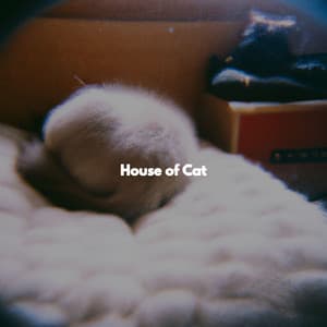 House of Cat - Musique du Dimanche Matin