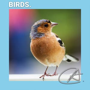 Relaxing Bird Sounds - Calm Bird Sounds