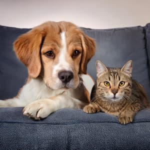 Melodías Para Mascotas: Tonadas Relajantes Para Animales - Feliz tarde musica