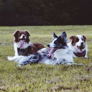 Music for Inspired Doggy - Unique Jazz Quintet - Separation Anxiety Dog Music