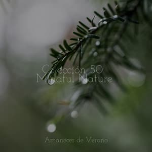 Colección 50 Mindful Nature - Musica romantica instrumental