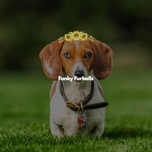 Funky Furballs - Instrumental Study Music