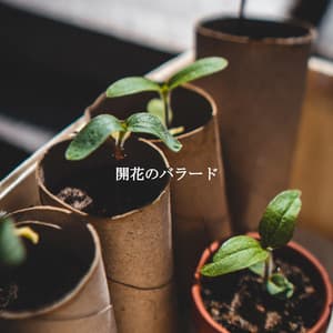 開花のバラード - Beach Jazz Playlist