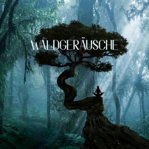 Waldgeräusche: Sanfte Naturgeräusche zur Entspannung, Musik zur Meditation & Yoga - Entspannungsgeräusche Zen