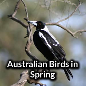 Australian Birds In Spring - Australian Nature