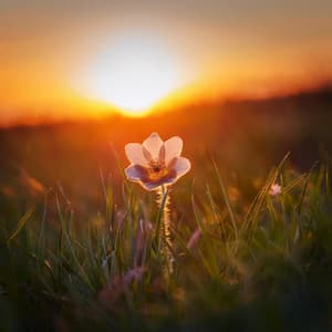 Melodías Relajantes Lofi Para Tardes Tranquilas - Música Andina Instrumental Specialistas