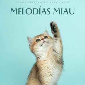 Melodías Miau: Tonos Relajantes Para Gatos - Effectum