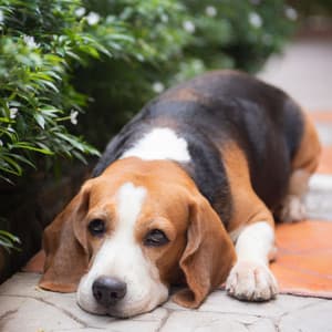 Rainy Serenity: Calming White Noise for Dog Relaxation - Dog Relaxing Zone