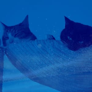 Feelings for Pure Cats - Cat Music Hour