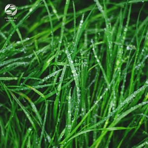 Sweet Sounds Of Spring Rain - Soothing Ambient