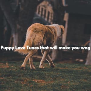 Puppy Love Tunes that will make you wag - Dog Music Hour