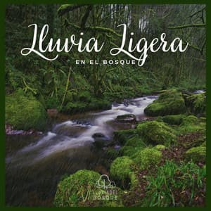 Lluvia Ligera en el Bosque - Lluvia Del Bosque