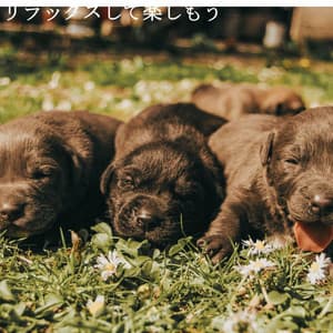 リラックスして楽しもう - Brazilian Jazz Lounge