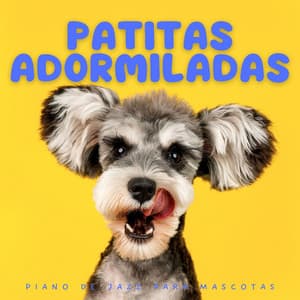 Patitas Adormiladas: Piano De Jazz Para Mascotas - Proyecto de piano