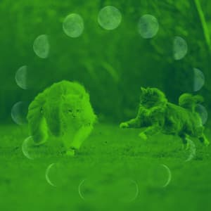 Warm Bgm for Comfortable with Cats - Music for Resting Cats