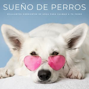 Sueño De Perros: Relajantes Corrientes De Agua Para Calmar A Tu Perro - Música Relajante para Perros