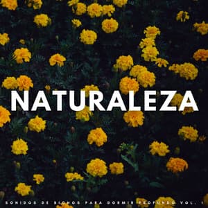 Naturaleza: Sonidos De Bichos Para Dormir Profundo Vol. 1 - Televisión de la naturaleza