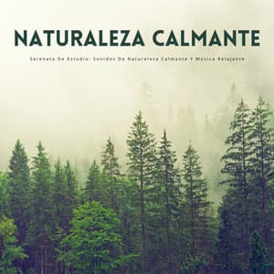 Serenata De Estudio: Sonidos De Naturaleza Calmante Y Música Relajante - Sonidos de la Naturaleza Relajacion