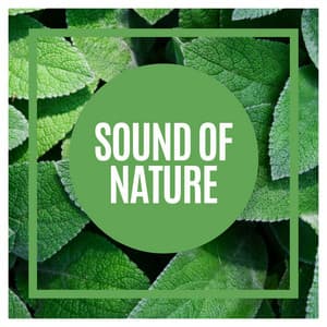 Sound of Nature - Recording Nature